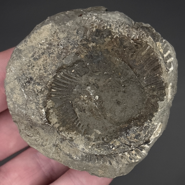 Dactylioceras Ammonite (Negative)