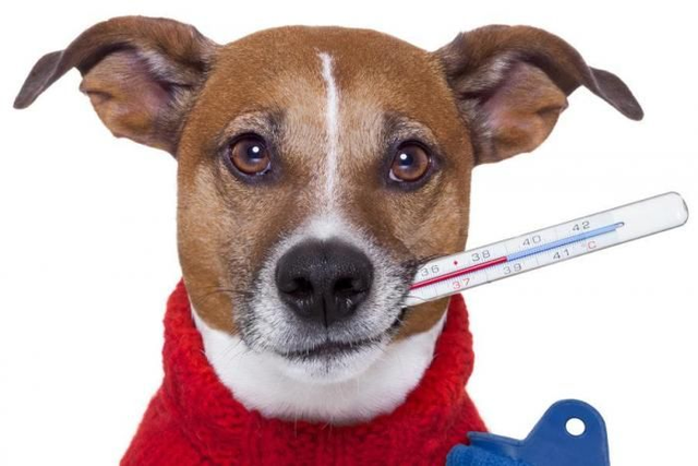 CORSO PRIMO SOCCORSO VETERINARIO