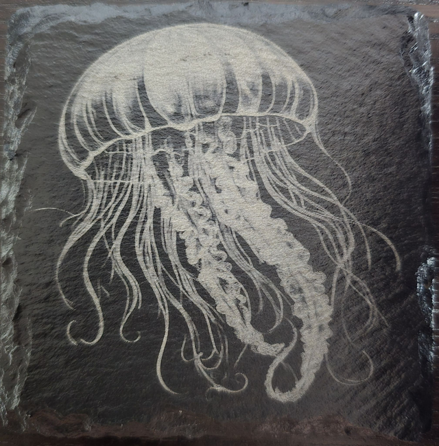 Animaux et plantes de l'océan