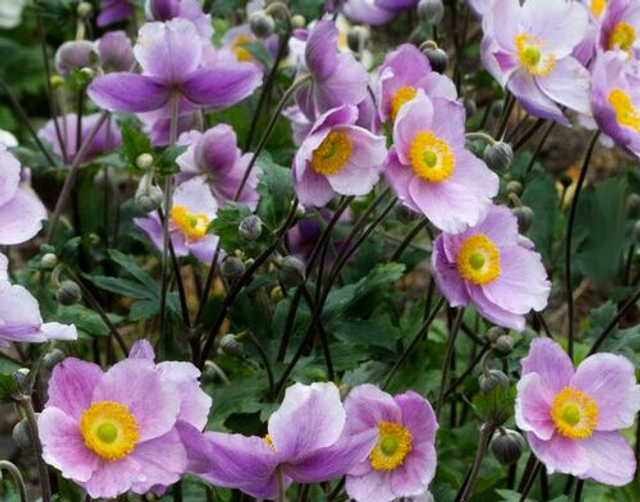 Anemone 'Regal Swan' 1 litre 