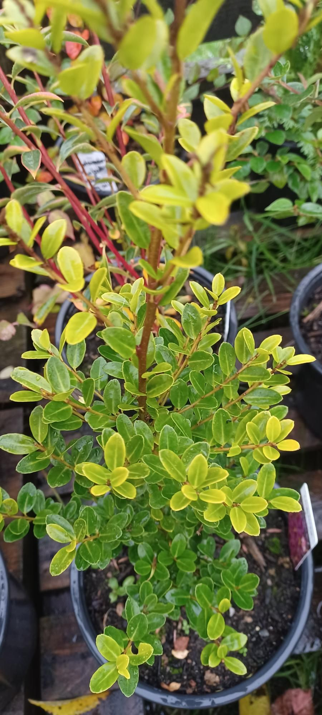 Ilex crenata Green Hedge