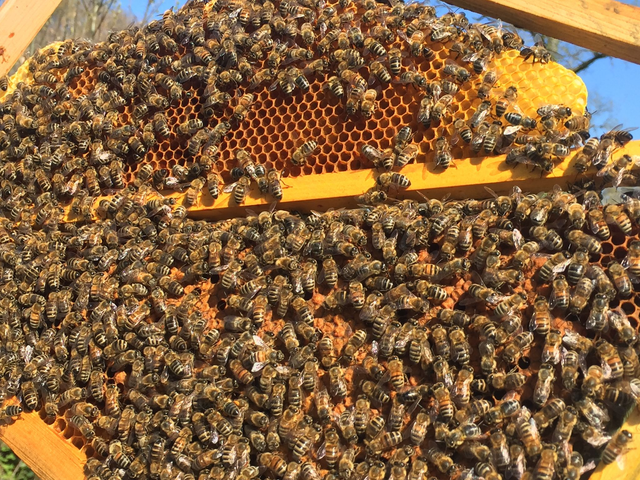 Propolis brute bio - 20g