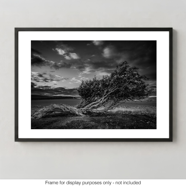 Windswept Tree - Monochrome