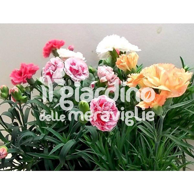 P01 . Garofano nano sunflor (Dianthus spp.) in vaso 14