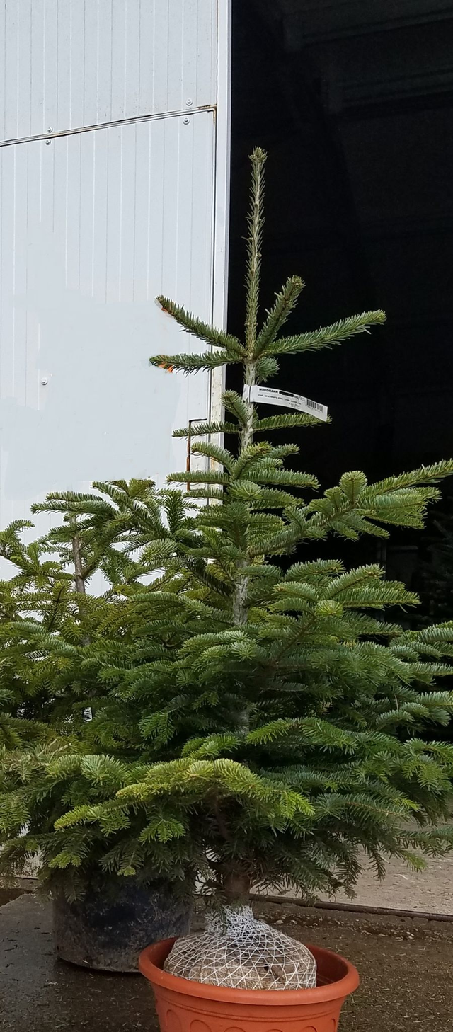 NORDMANN MOTTE 100/125