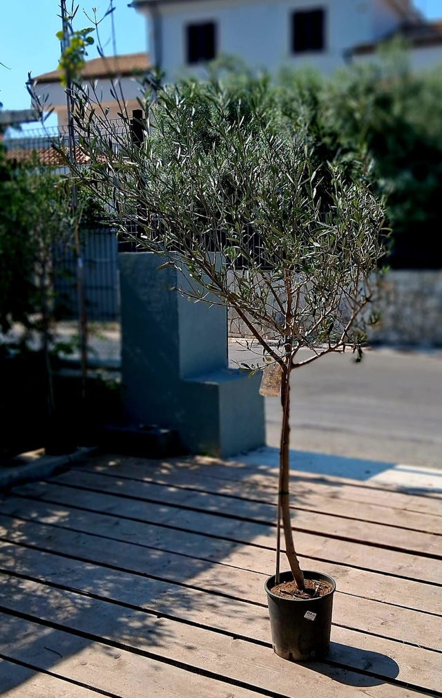 N13 . Olea europaea in vaso 30