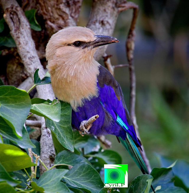 Coracias cyanogaster  Dimensions extérieures : 32 x 32,6 cm Dimensions extérieures : 32 x 32,6 cm 1 cm bord blanc 