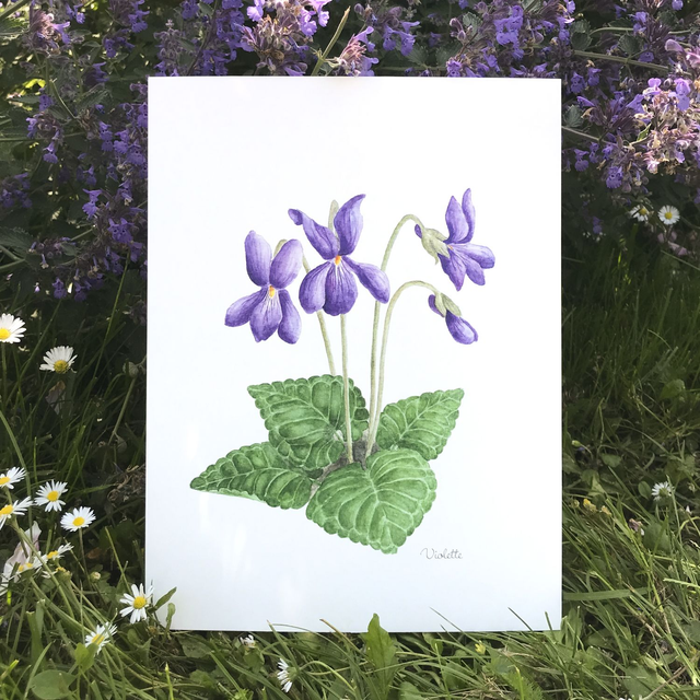 Violette 18x24cm