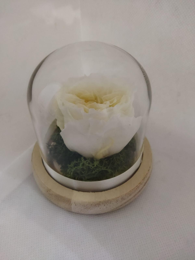 Rosa bianca inglese stabilizzata