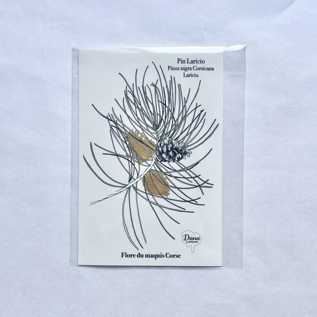 Carte Pin Laricio