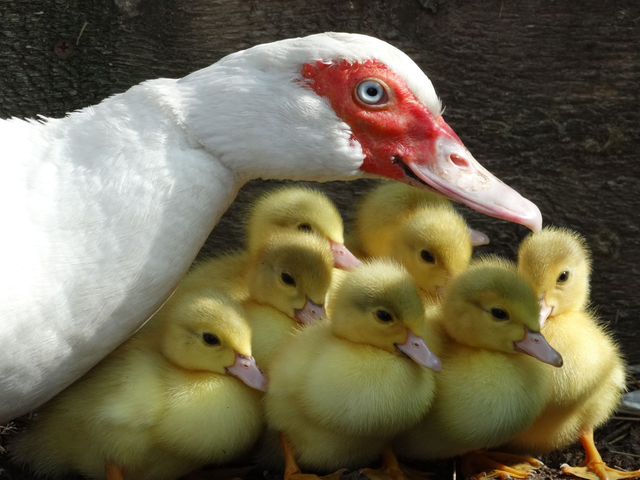 A5 Blank Greeting Cards Bulk Packs 