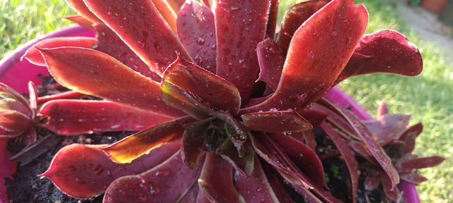 Sempervivum tectorum red