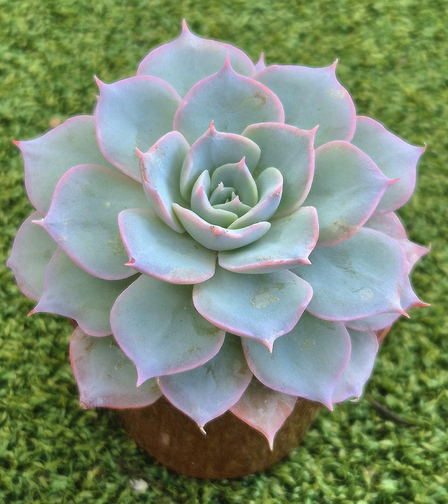Echeveria  Subsessilis 