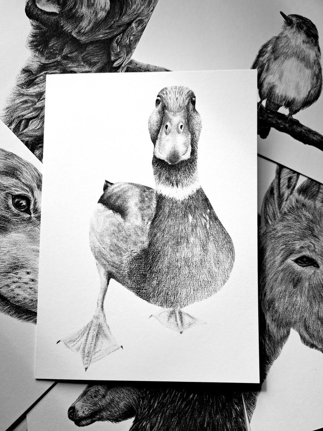 Duck Greetings Card