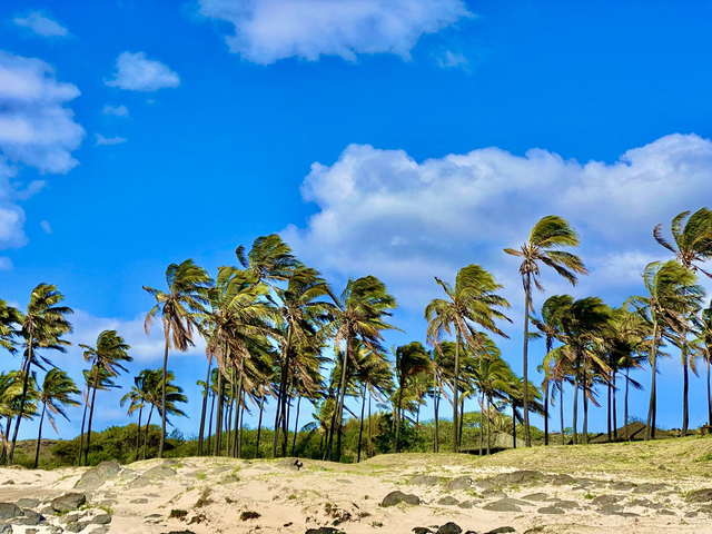 The History of Rapa Nui Tour 