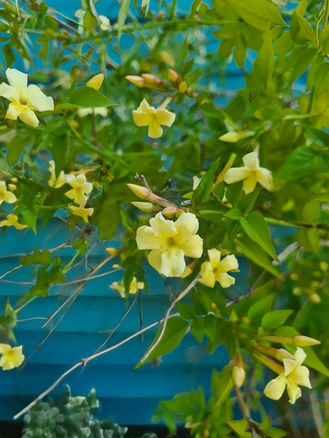 Jasminum officinale - Cream flower - 1ltr pot