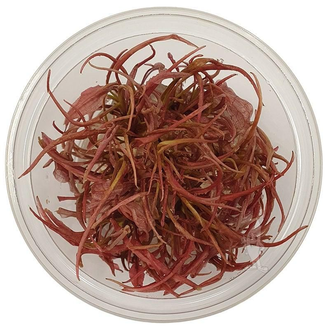 Ecoscape Cryptocoryne Flamingo 8712001019364 