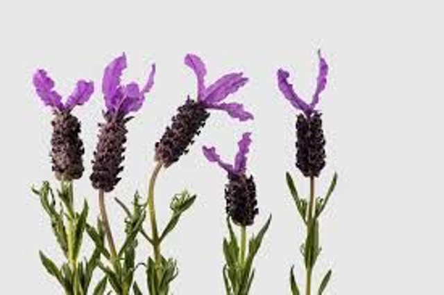 Oleo Essencial de Rosmaninho Bio 10ml