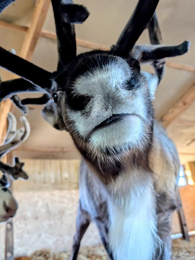 B. Reindeer Look and Learn - Friday 19th Dec (4pm)