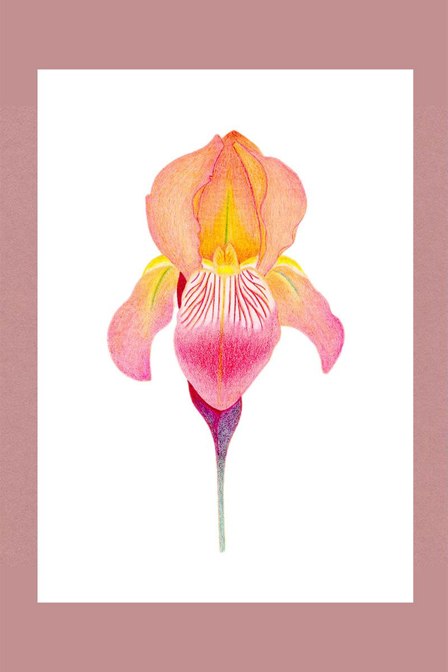 Illustration fleur de Iris
