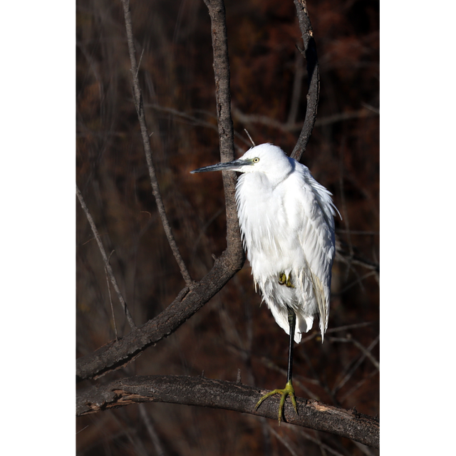 Sur un pied - ref : 3436