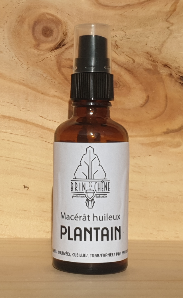 Macérât huileux de Plantain