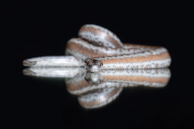 Regenbogenboa - Querformat