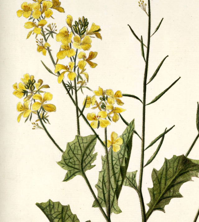 Vilde blomster fra flora Danica