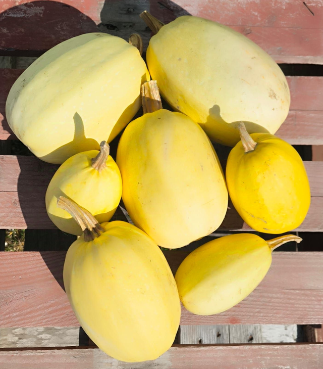 Courge spaghetti / Spaghetti végétal Bio