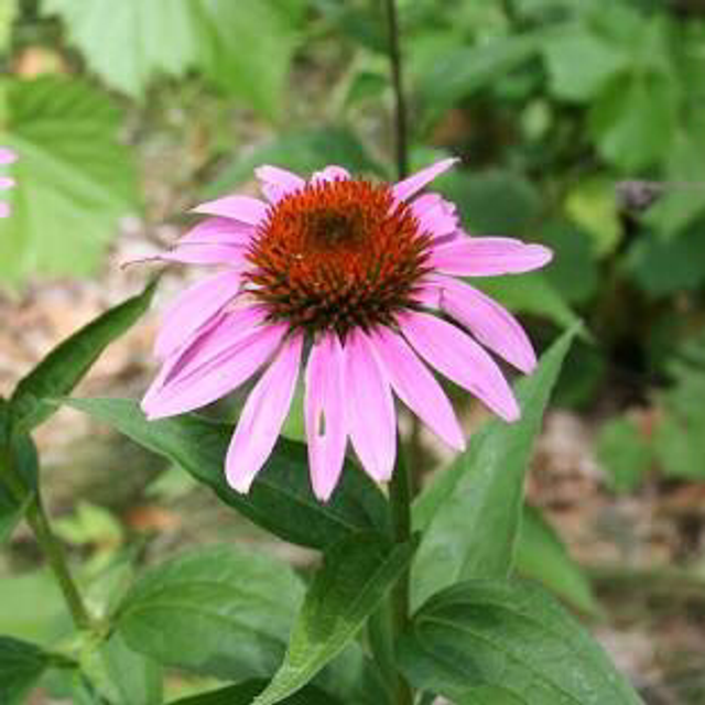  Échinacée Primadonna Deep Rose Bio -   Echinacea purpurea