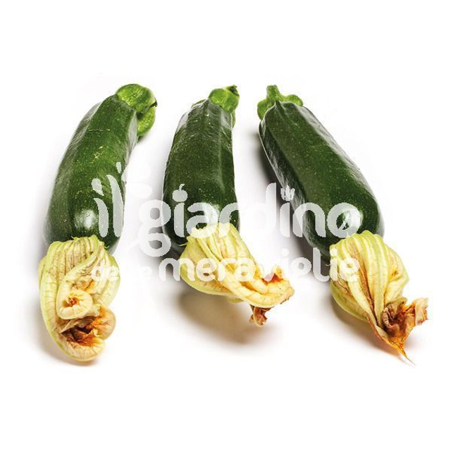 O09 . Zucchino verde scuro in Pack da 6 piantine