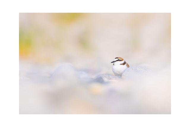 Gravelot à collier interrompu - Avec passe-partout