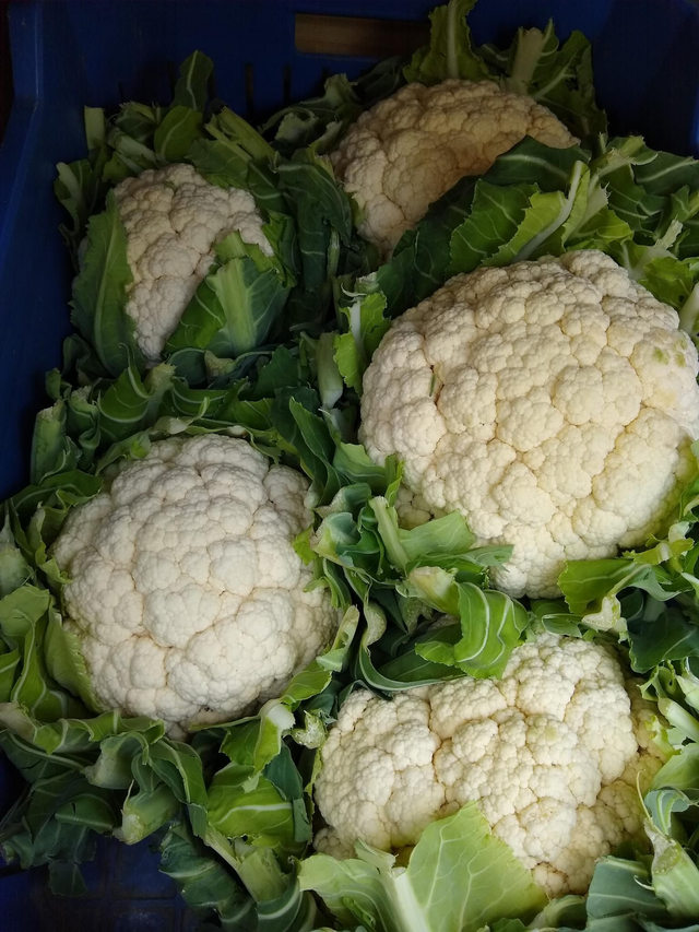 Bloemkool 