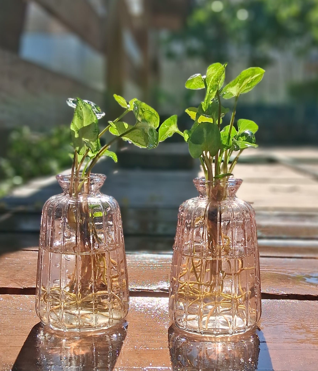 E03 . Syngonium podophyllum