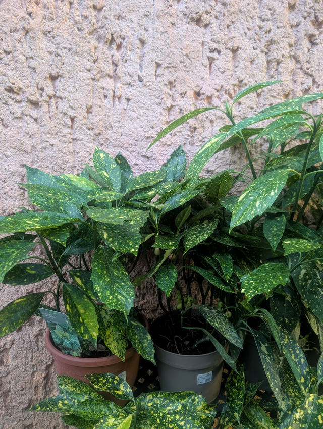 Aucuba japonica variegata