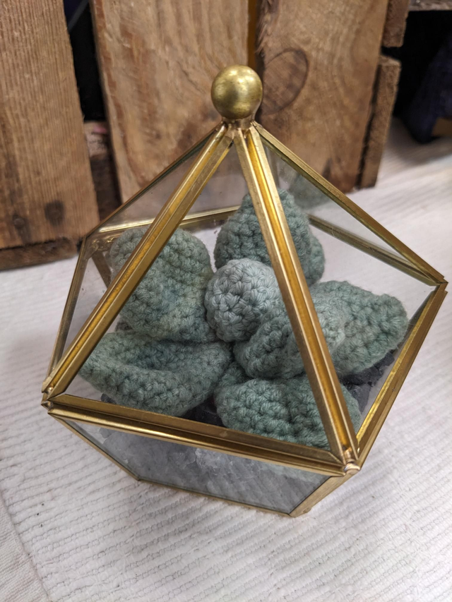 Succulent in glass terrarium