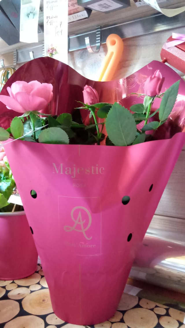 MINI ROSIER POT 12CM 