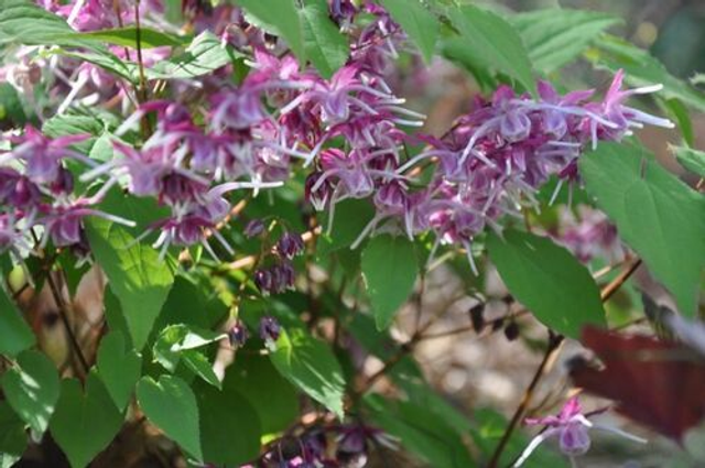 Epimedium grandiflorum -'Purple Pixie' 1 litre 