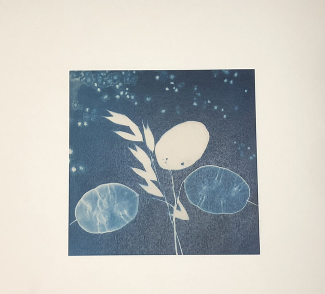 Cartes - Monnaie du pape et folle avoine 