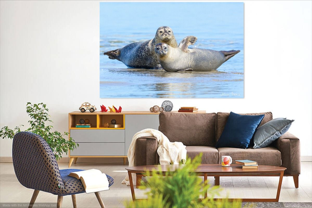 Phoques Baie de Somme