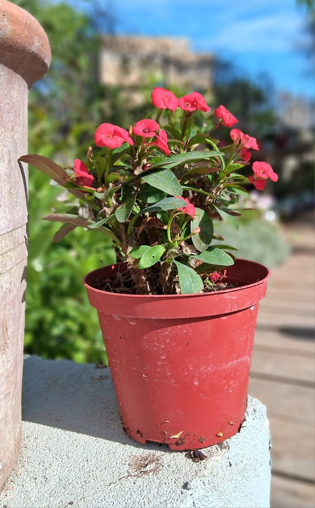 P36 . Euphorbia Mili