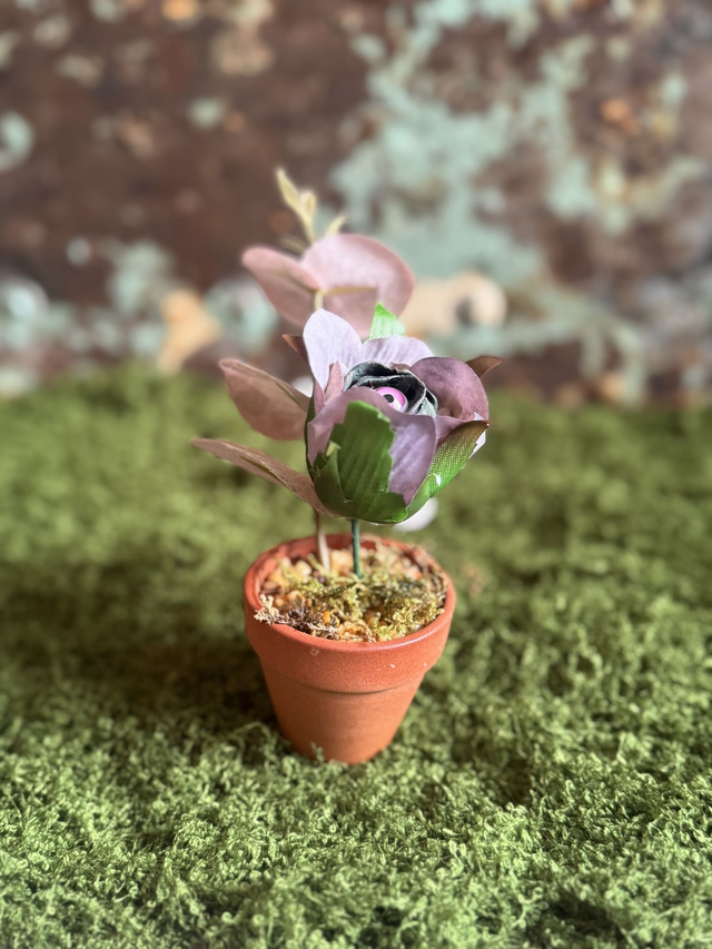 52.🌸 Specimen: The Petalshade