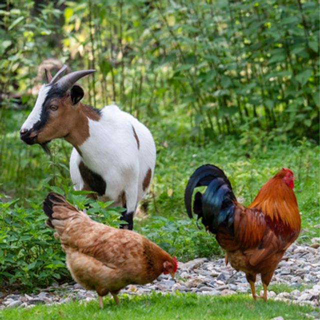 Donazione Liberale codice 00FKA