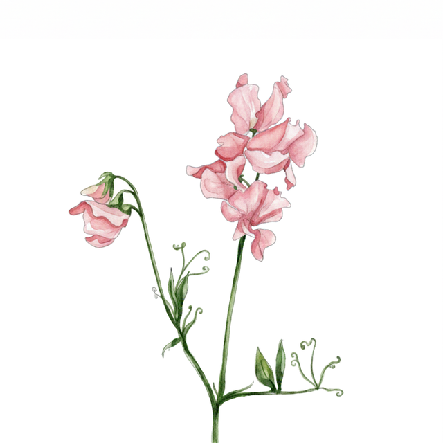 Sweet Pea 'Mollie Rilstone'