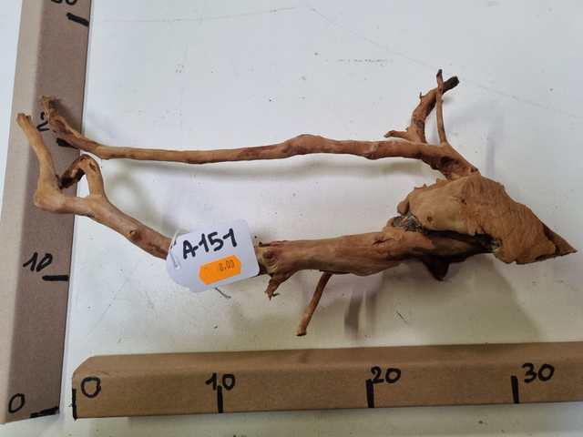 Racine araignée A-151