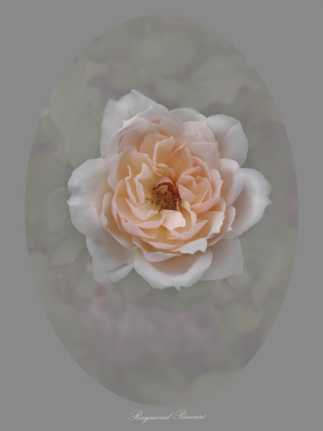 Rose Raymond Poincaré