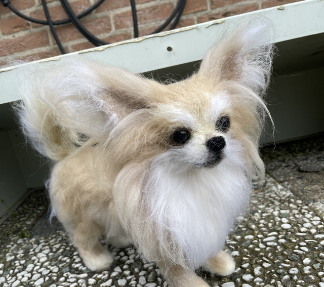 Naaldvilt chihuahua Lucky