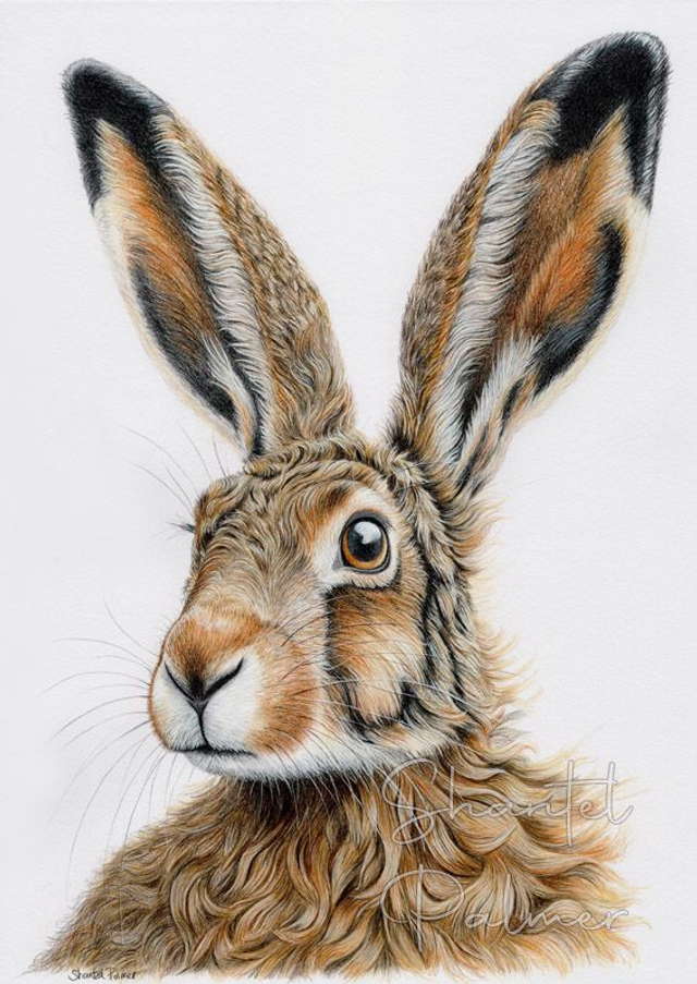 Hare (second)