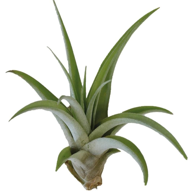 PT Tillandsia Capitata Peach 8715897361678