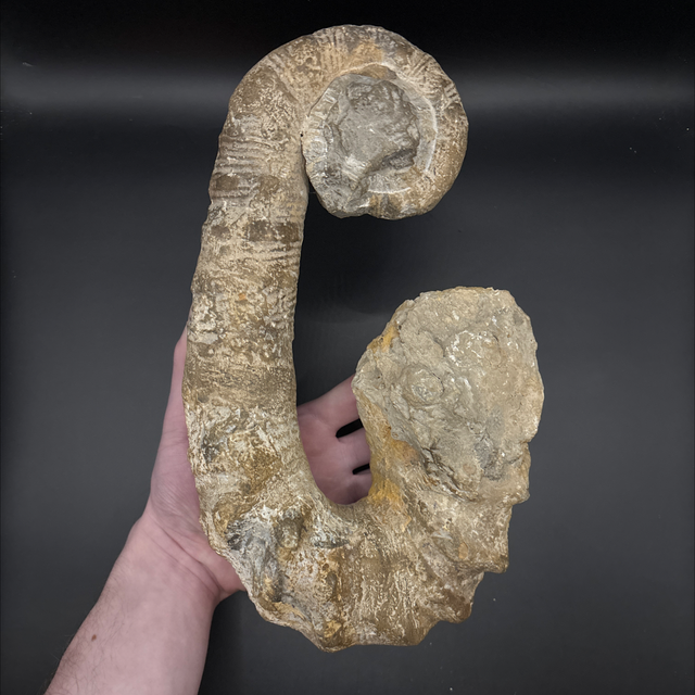 Hoheneggericeras Heteromorph Ammonite 